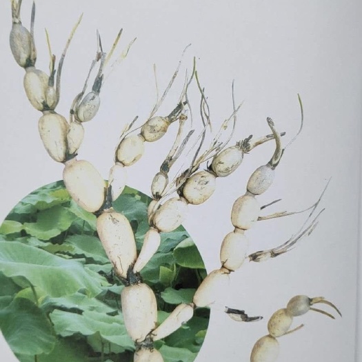 沭阳县鄂莲6号藕种苗 泥藕