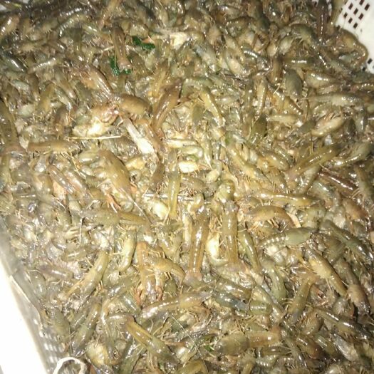 无为市 各种规格小龙虾苗