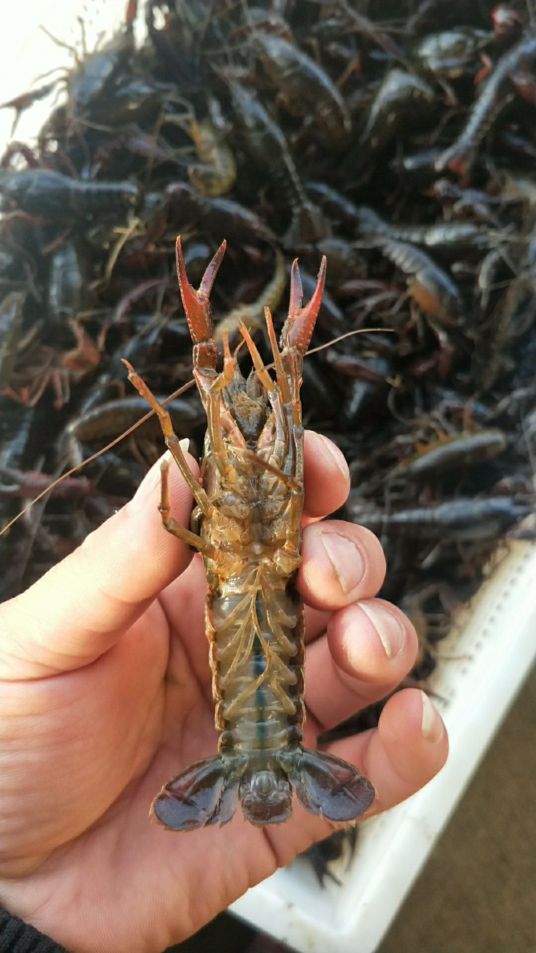 万亩清水小龙虾全国发货