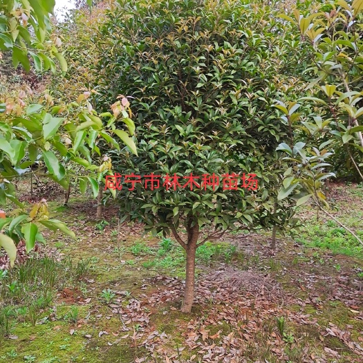 咸宁 供应桂花树，香樟树，各种规格的，
