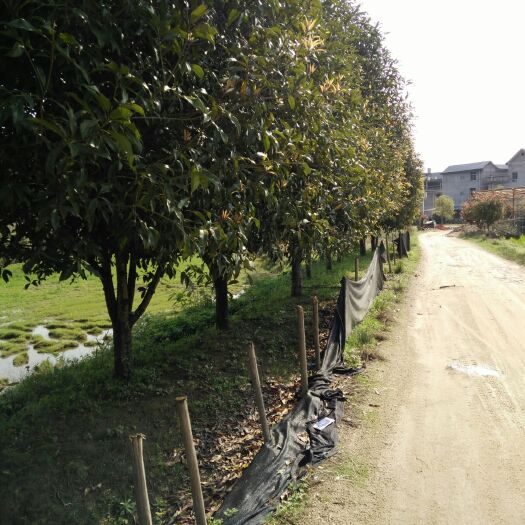  浦城丹桂地径14一20㎝火热销售中