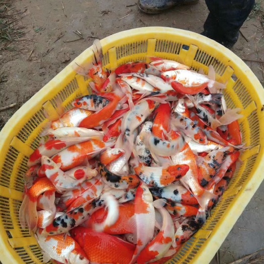 天津鲤鱼苗  鱼苗销售