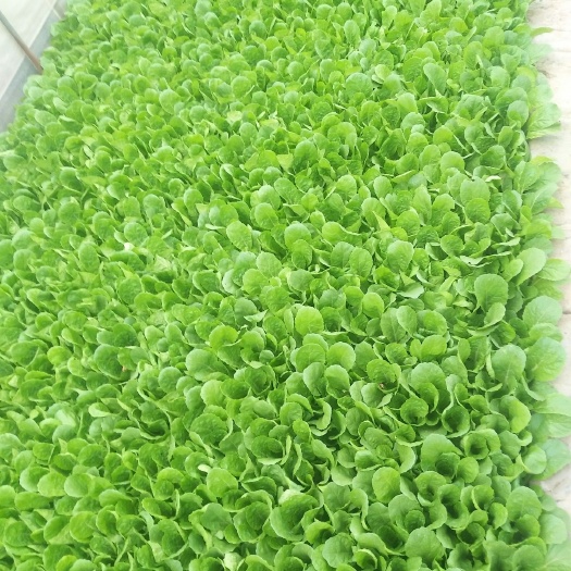 通海县白菜苗 蔬菜种苗厂