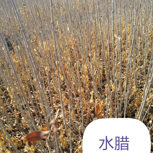 小叶女贞  一年苗，二年苗，适合装杯，建圃，绿篱