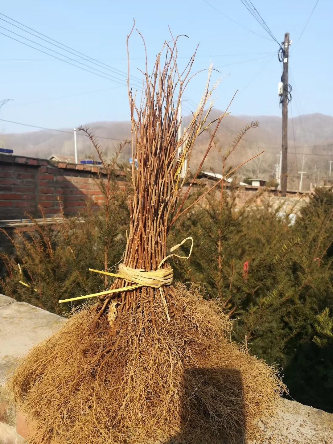 五味子苗 基地直发，自培自育，根系发达，成活率高，包对版