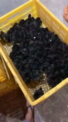 南宁乌鸡苗  乌骨鸡苗