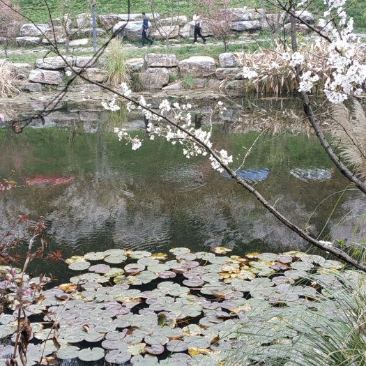 遵义池塘鲤鱼 生态园