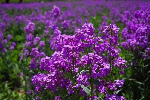 宿迁 蓝香芥种子花种子四季易活花海花卉欧亚香花芥花籽庭院四季易活