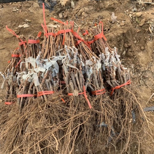 崇州市阳光玫瑰葡萄苗 基地直发