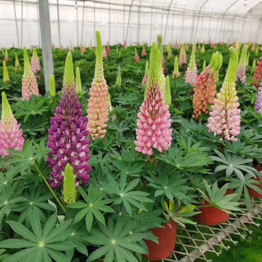 青州市鲁冰花盆栽 羽扇豆