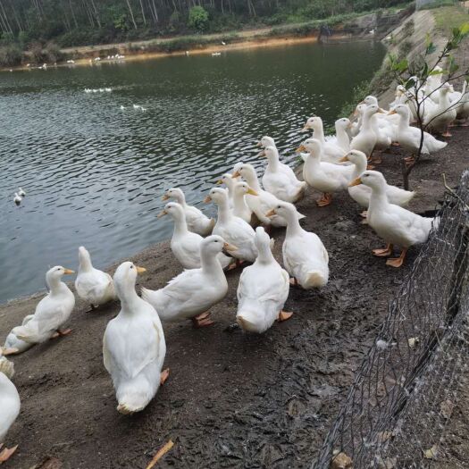 阳江 白鸭