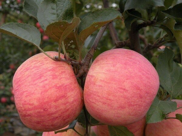 供应大厅  水果 苹果 共找到3条 辽宁红富士2001 货源信息