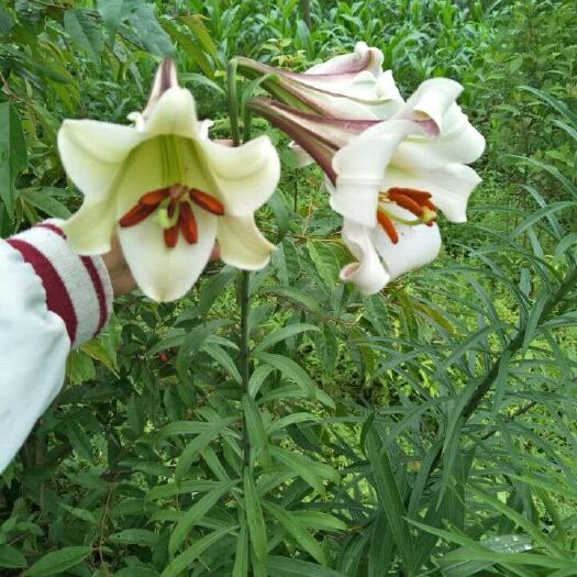 重庆市野百合种球,药用百合花室内阳台盆景花卉 现挖现卖