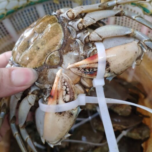 广州青蟹 膏蟹