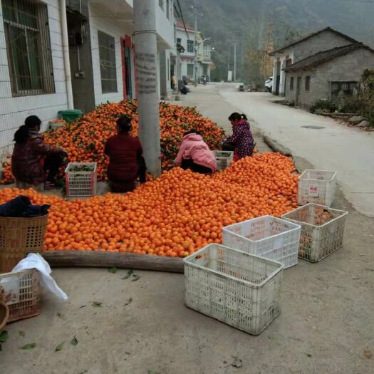 南漳县温州蜜柑  湖北省襄阳市南漳县巡巡检峡口社区温州蜜桔远消哦罗斯和全国各地
