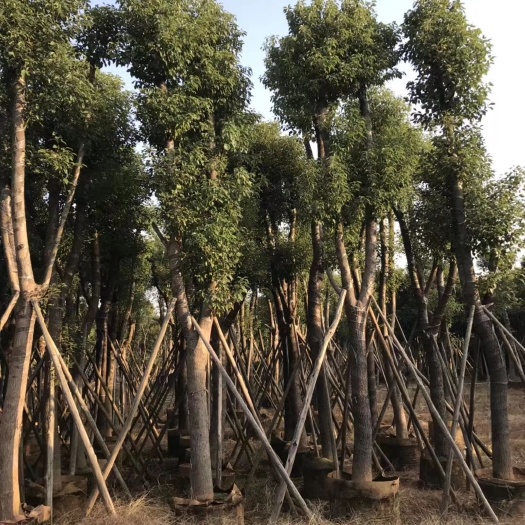 普宁市香樟/小叶樟树 20-25公分 袋苗/假植苗大量供应