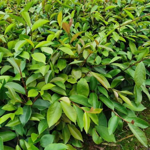 荔浦市油茶苗 大量批发优质软枝油茶实生苗