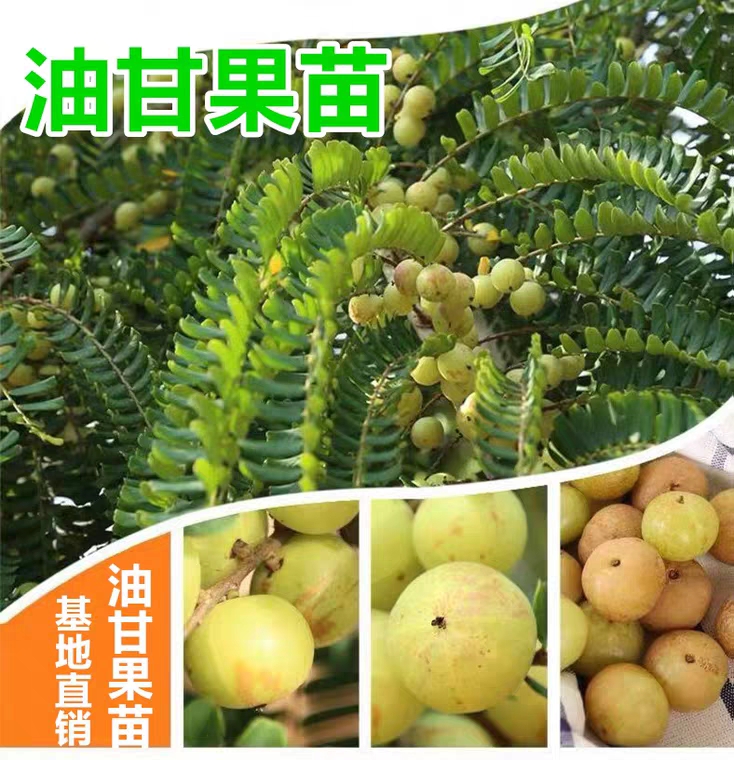 余甘果苗 新品种特大甜油甘果苗 水果树苗 余甘子四季二季开花二季结果