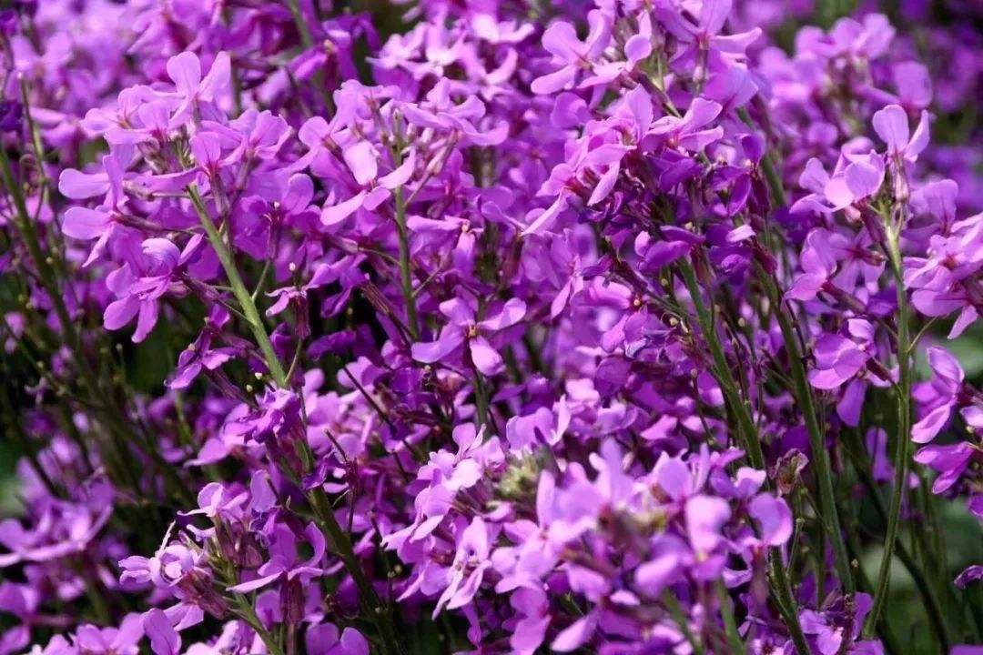  蓝香芥种子花种子四季易活花海花卉欧亚香花芥花籽庭院四季易活