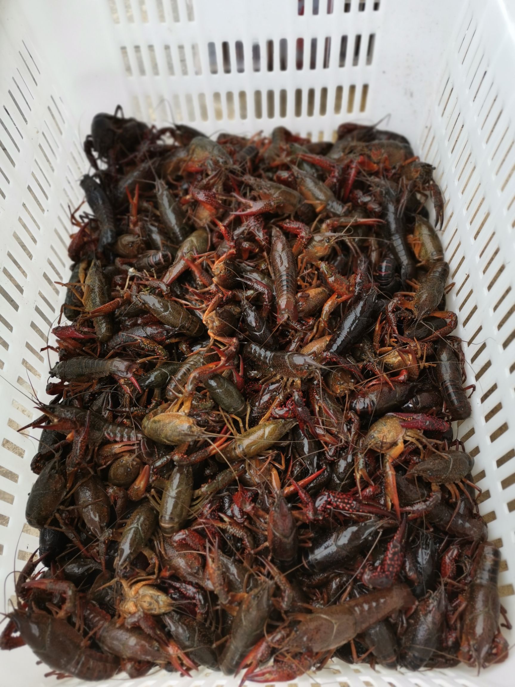  岳阳小龙虾，洞庭湖小龙虾，养殖基地直供，可长期合作！