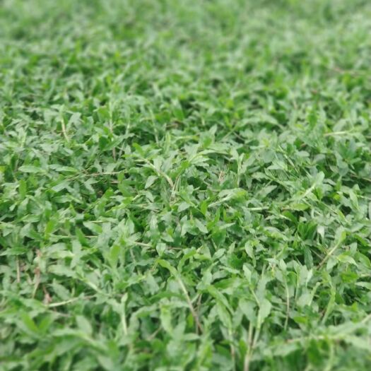 广州 大叶油草