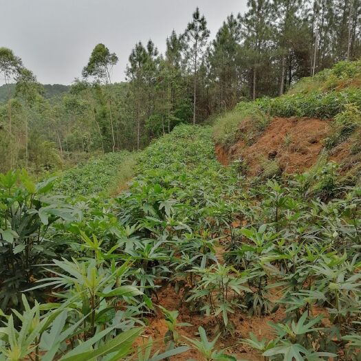 灵山县 五指毛桃