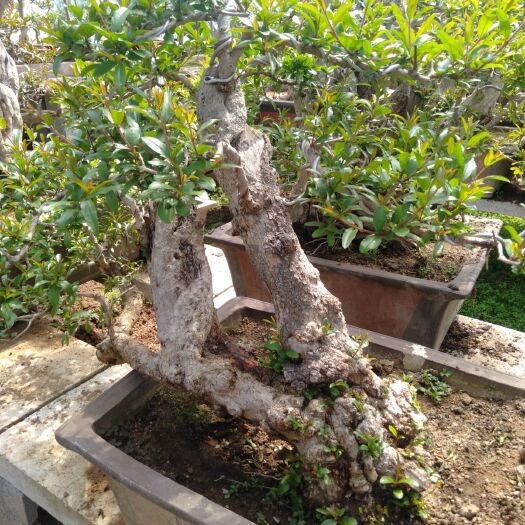 枣庄 精品石榴盆景