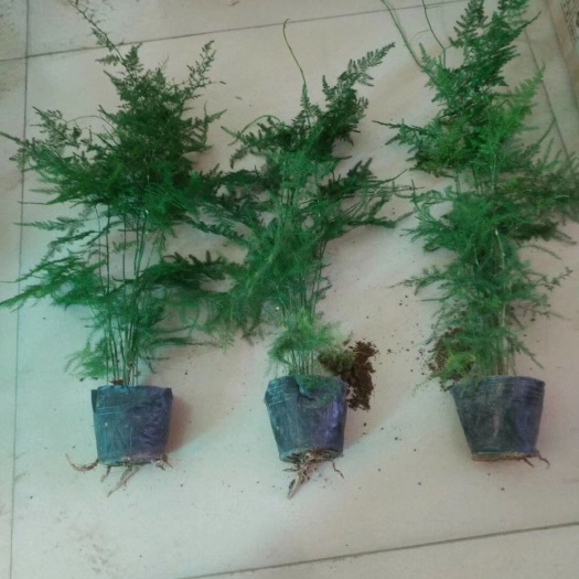 青州市 文竹批发基地直销可视频看货