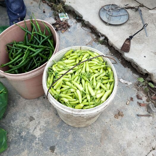 东莞市 供应辣椒，