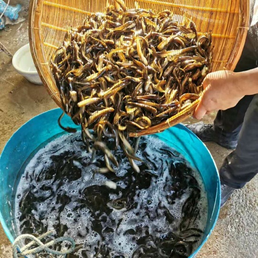 重庆市 湘云鲫