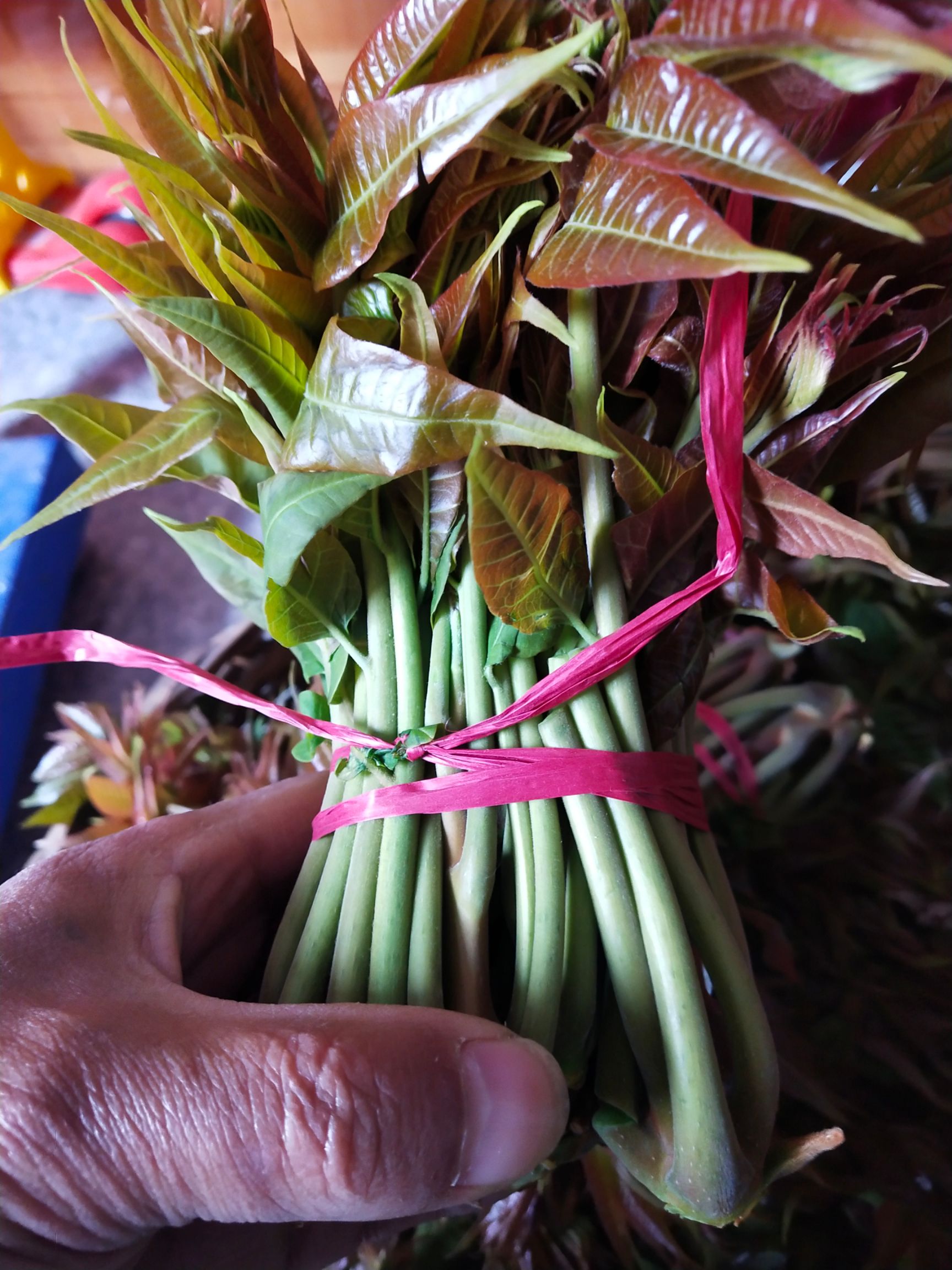 红油香椿  三月份高山天然香椿芽，冬季大棚椿芽