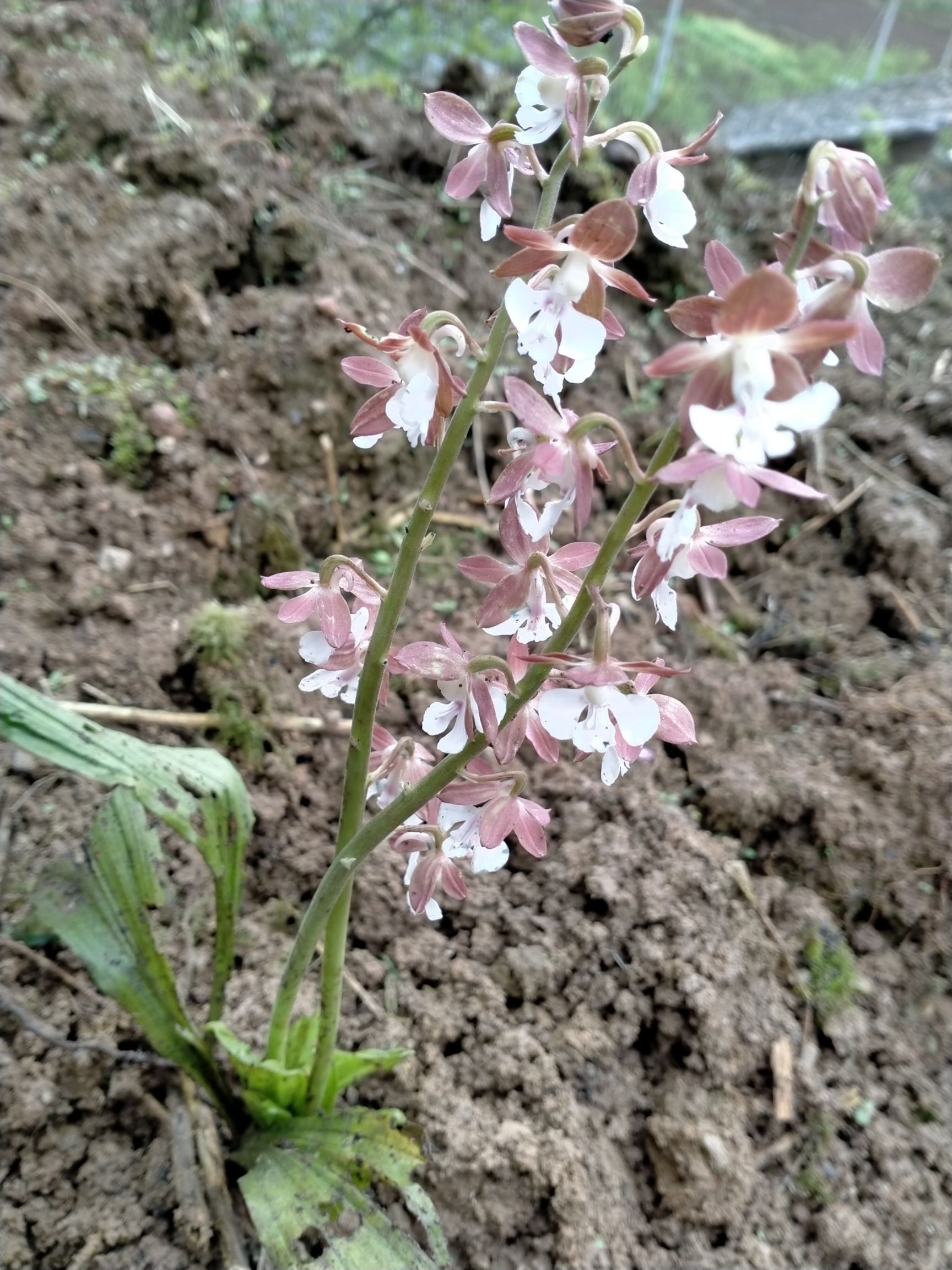  花！花，可制花茶，，经块入药