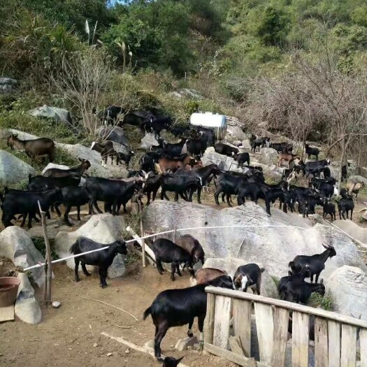 阳山县 放养黑山羊
