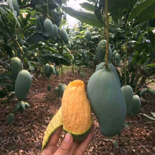 灵山县桂七芒果苗  5年大苗，地径4到6公分，带土球出售的！重量8