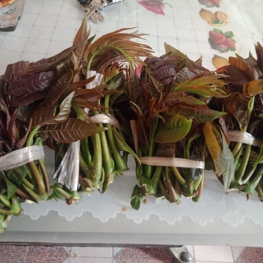 个旧市 红油香椿芽