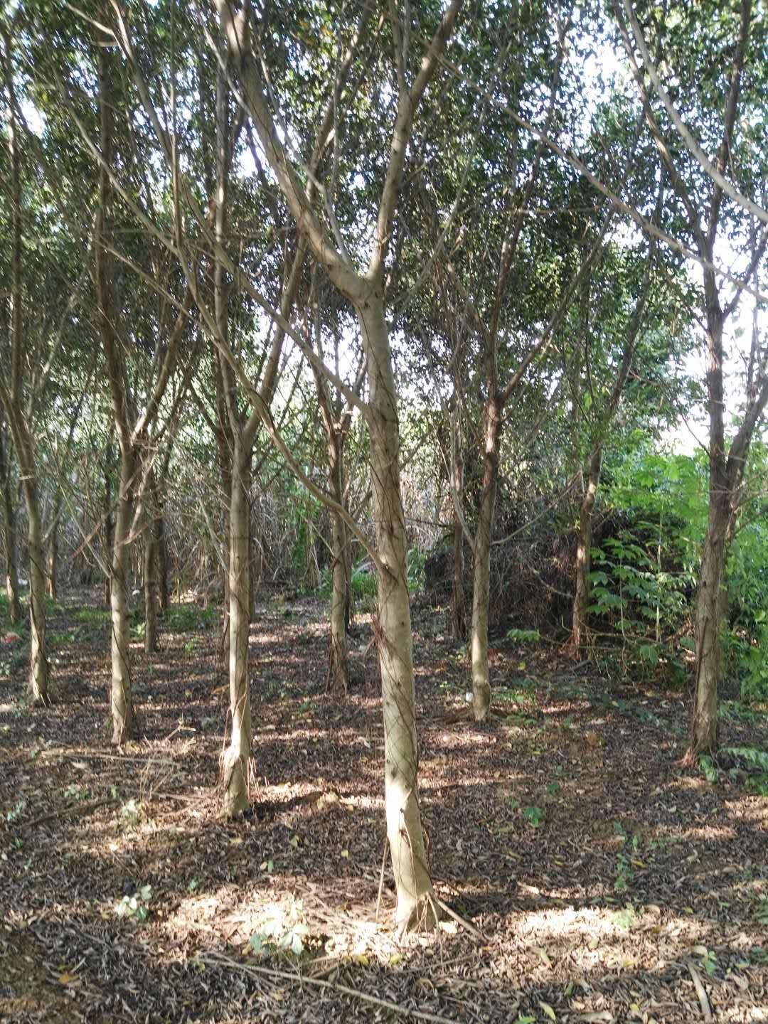  小叶榕