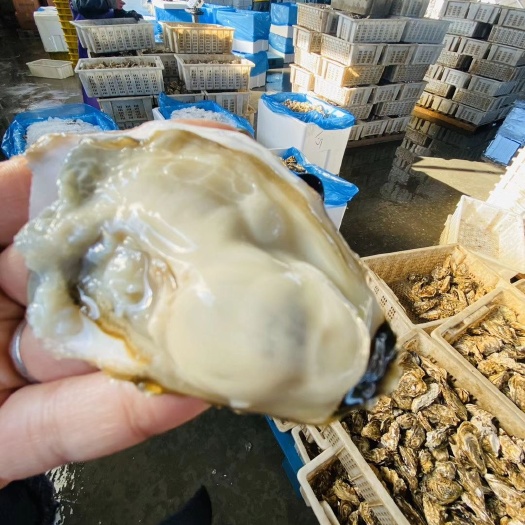 乳山市奥林匹亚牡蛎  【超级净化，硬规格】精品乳山生蚝，包质量包售