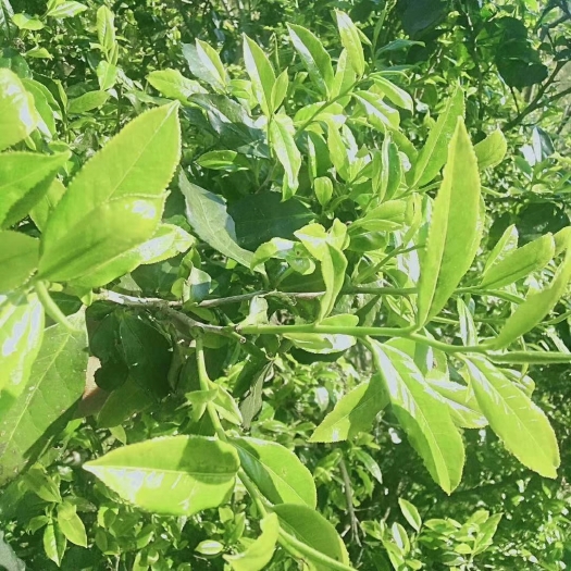  无量山高山生态普洱茶