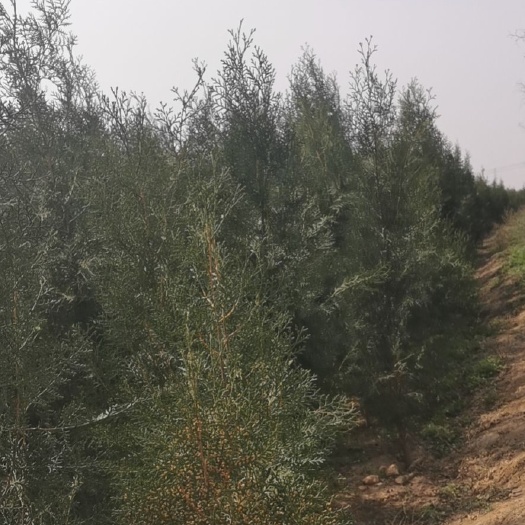 洛阳圆枝侧柏 侧柏