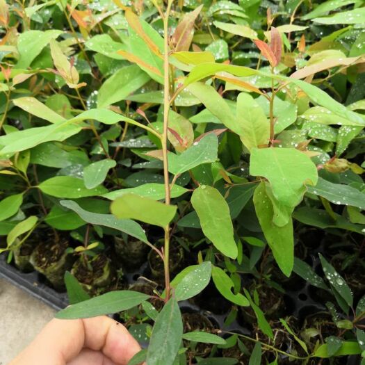 灵山县桉树苗  速生桉苗 26 29 广9 造林苗