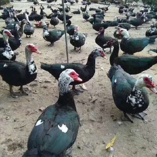 昆明脱温火鸭苗，大种火鸭苗，脱温火鸭，旱鸭苗