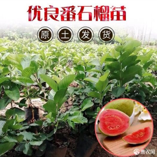 普宁市红心芭乐番石榴苗