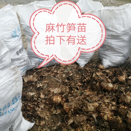 麻竹  大量笋竹秧苗 兜头苗 大头竹苗 又名甜竹笋 亩产3吨