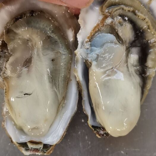 乳山市乳山牡蛎 海水 2-3两/只 鲜活水产