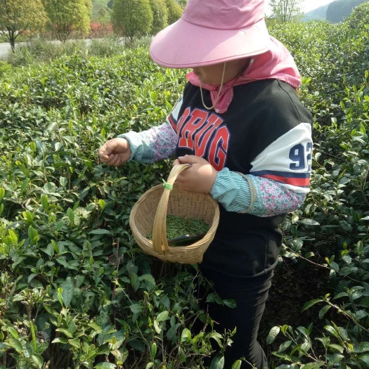 都匀市贵州绿茶 特级 盒装