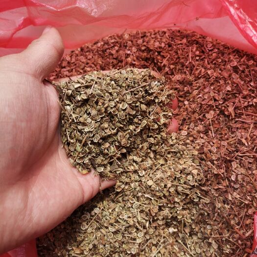 巨野县 新鲜白花前胡种子，19年深秋收的。