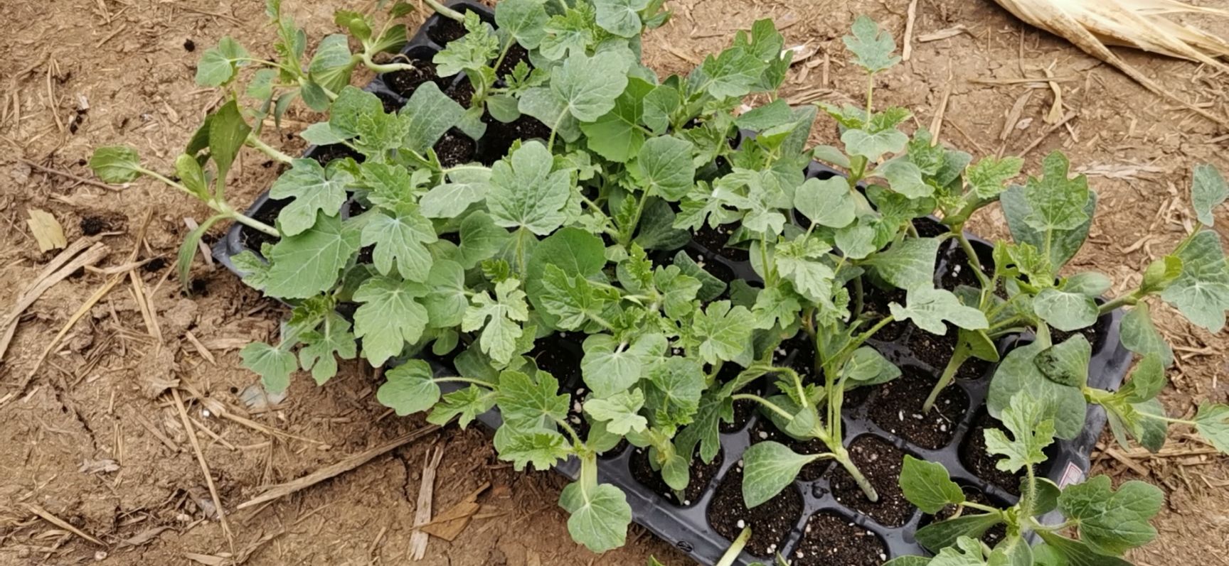 8424西瓜苗嫁接育苗大棚育苗日交易额破万欢迎实地考察