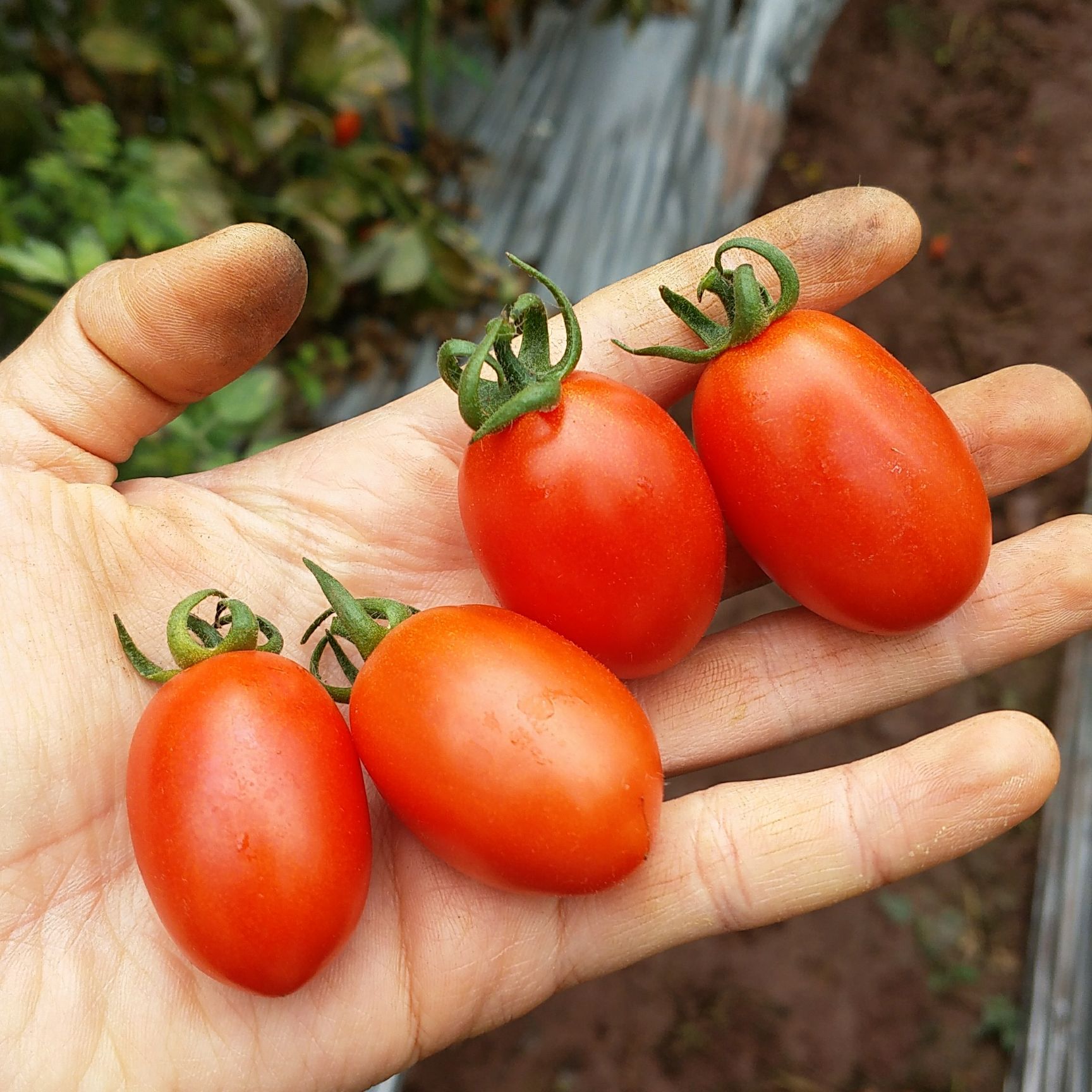  现摘现发新鲜蔬菜小番茄水果小西红柿圣女果水果新鲜整箱批