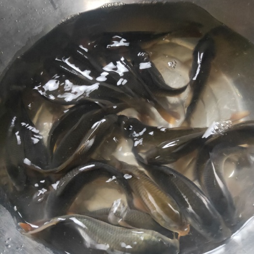 三都县 鲤鱼鱼苗，草鱼鱼苗，鲶鱼鱼苗，鲢鱼鱼苗大量现货