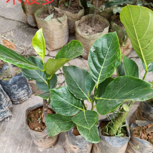钦州金煌芒果苗 坚果木菠萝芒果